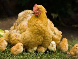 Фальстарт на цыплячьих бегах