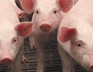 Вирусная диарея свиней: поиск возможностей ее предупреждения